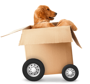 Golden retriever in a cardboard moving box with wheels on it