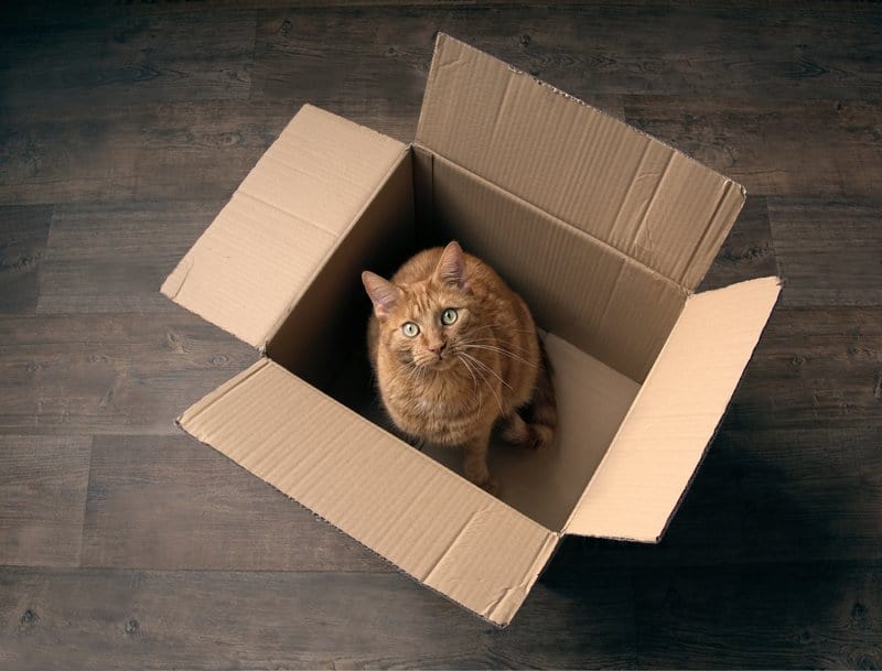 how to make your cat more comfortable when moving to a new home