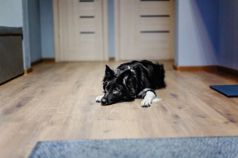 how to remove dog scratches from wood furniture and floors